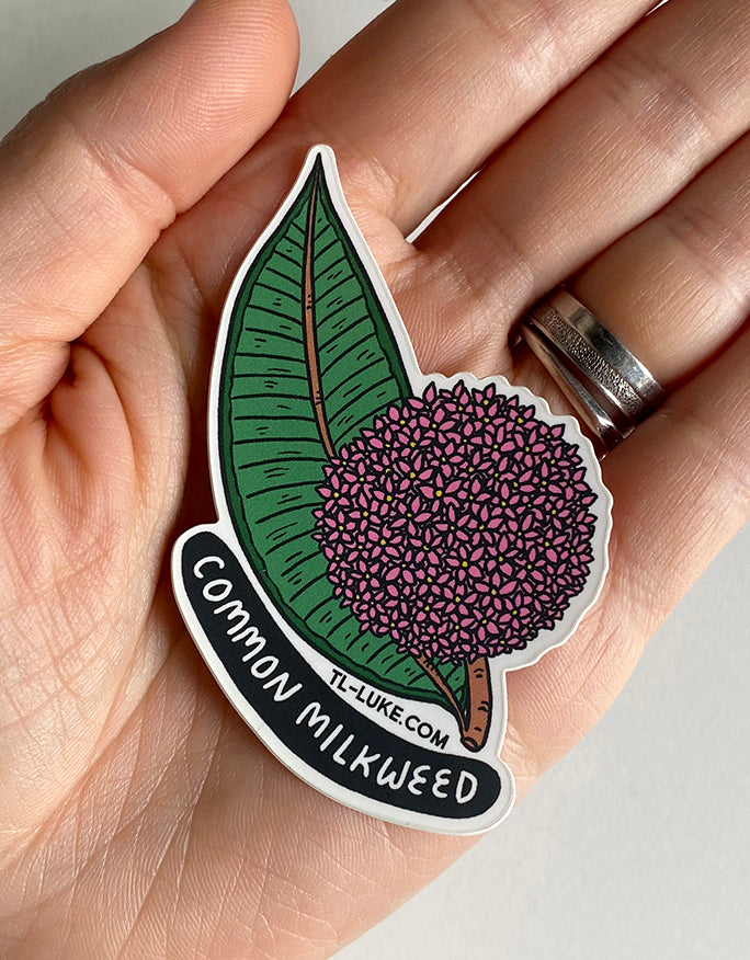 Flower: Common Milkweed Sticker